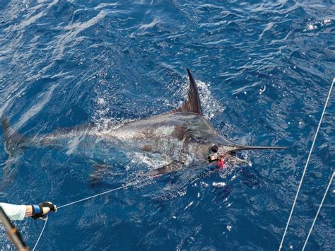 On the Hunt for Giant Blue Marlin in Madeira .